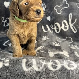 Bernedoodle and Goldendoodle Puppies from Ruby's Doodles