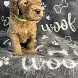 Bernedoodle and Goldendoodle Puppies from Ruby's Doodles