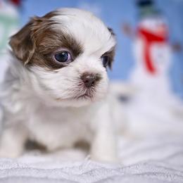 Teddy - Cream and white male Shih Tzu puppy in Montrose, Colorado from Nana's Happy Pups
