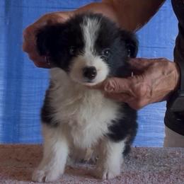 3 dots - Black male Border Collie puppy in Farmersville, Texas from Omegamtn Border Collies