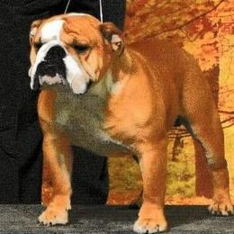 Tucker - English Bulldog