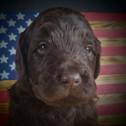 Labradoodle Puppies from Loveable Labradoodles and Poodles of Scotch Hollow