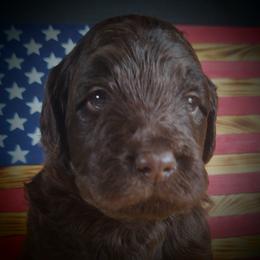 Labradoodle Puppies from Loveable Labradoodles and Poodles of Scotch Hollow