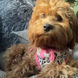 Lexie - Cavapoo