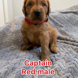 Red boy - Golden male Golden Retriever puppy in Salt Lake City, Utah from Soaring golden retrievers