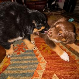 Australian Shepherd Puppies from McElroy Homestead Austrailian Shepherds