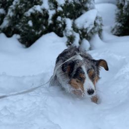 Australian Shepherd and Miniature Australian Shepherd Puppies from Donaldson Aussies