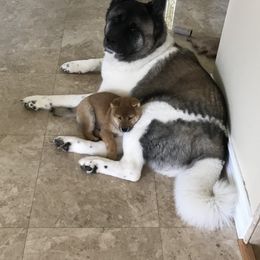 Shiba Inu Puppies from Absolute Shibas