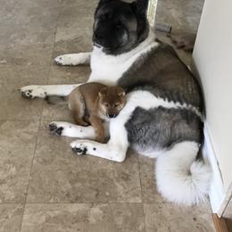 Shiba Inu Puppies from Absolute Shibas