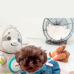 Shih Tzu Puppies from Arizona Sunrise Shih Tzus