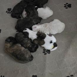 Mouth - Cream male Shichon puppy in Bradford, Ohio from Ted E. Bear Patch