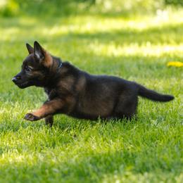 German Shepherd Puppies from Faoladh German Shepherds