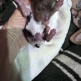 Chocolate Parti boy - Parti male Yorkshire Terrier puppy in Antlers, Oklahoma from Yorker Puppy Palace