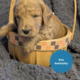 Kentucky - Red  male Goldendoodle puppy in Cambridge, Minnesota from Country Meadow Doodles
