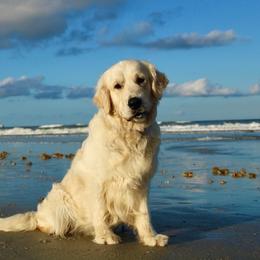 Xolo - Golden Retriever