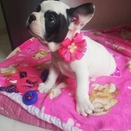 French Bulldog Puppies from LCBMM