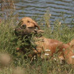 Golden Retrievers from Sue Kohlhepp