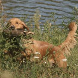 Golden Retrievers from Sue Kohlhepp