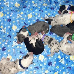 Border Collie Puppies from Lake Ridge Border Collies