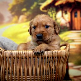 Girl 2 - Golden Retriever puppy in Anderson, California from Redtail Golden Retrievers