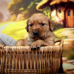 Girl 2 - Golden Retriever puppy in Anderson, California from Redtail Golden Retrievers