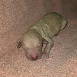 Harlowe - Cream female Goldendoodle puppy in Vinton, Iowa from Doodles to Love