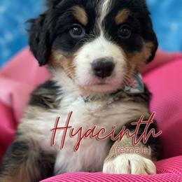 Bernedoodle and Bernese Mountain Dog Puppies from Faith and Family Farm
