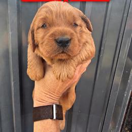 Phoenix - Dark golden female Golden Retriever puppy in Rexburg, Idaho from Teton View Golden Retrievers