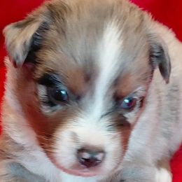 Buzz - Blue merle male Miniature American Shepherd puppy in San Benito, Texas from Vaquera's Miniature American Shepherds