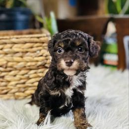 Bentley - male Havapoo puppy in Natural Bridge, Virginia from Rockbridge Puppies