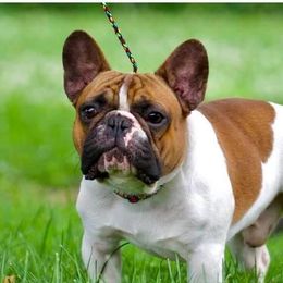 Marvel - French Bulldog