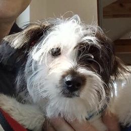 Roddy - Yorkipoo