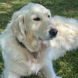 Golden Retrievers from Golden Child Kennel