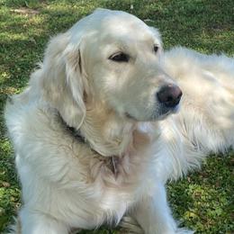 Golden Retrievers from Golden Child Kennel