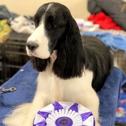 Nyx - English Springer Spaniel