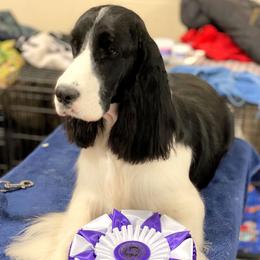 Nyx - English Springer Spaniel