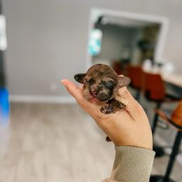 Meadow - Merle female Cockapoo puppy in Altamonte Springs, Florida from The Perks of Pups