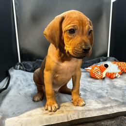 Boy 3 - Wheaten blk nose male Rhodesian Ridgeback puppy in Ocala, Florida from DogWood Kennels