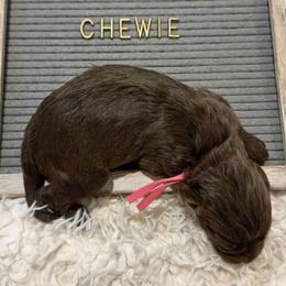 Chewie - Chocolate merle female Bernedoodle puppy in Travelers Rest, South Carolina from Bernedoodle.do