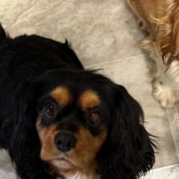 Cavalier King Charles Spaniels and Cavapoos from TMJ Dachshunds & More
