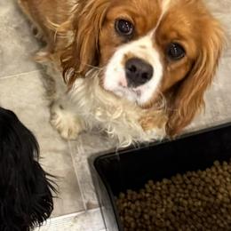 Cavalier King Charles Spaniels and Cavapoos from TMJ Dachshunds & More