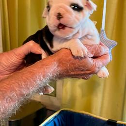 Timmy - Fawn male Bulldog puppy in Temple Terrace, Florida from Heavensent Bulldogs
