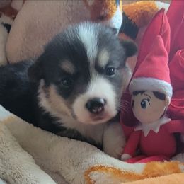 Red Bandana boy - Black and tan male Pembroke Welsh Corgi puppy in Cherokee, Oklahoma from MCS Farms-OK
