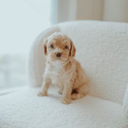 Aussiedoodle and Cockapoo Puppies from Dark Corner Doodles