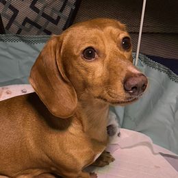 Dachshunds from Reed's Radiant Dogs