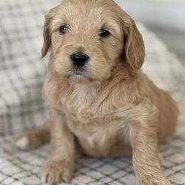 Emmy - Cream female Goldendoodle puppy in Strasburg, Virginia from Shenandoah Valley Doodles