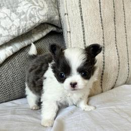 Gideon - Blue and white male Chihuahua puppy in Menifee, California from Lane’s Little Long Coats