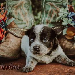 Rowena - Blue speckled female Australian Cattle Dog puppy in Waxahachie, Texas from MC Heelers