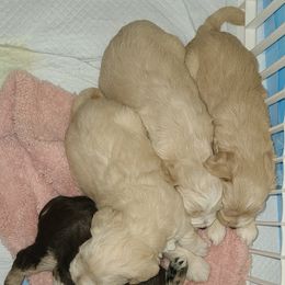 Miniature Schnauzer Puppies from Kristy's French Bulldogs & Mini Schnauzers