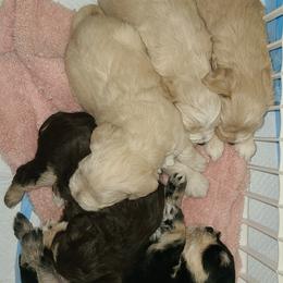 Miniature Schnauzer Puppies from Kristy's French Bulldogs & Mini Schnauzers